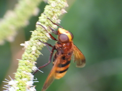 Volucella zonaria