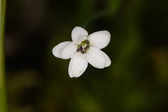 Stellaria longipes