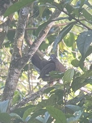 Phapitreron leucotis brevirostris