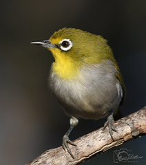 Zosterops virens capensis