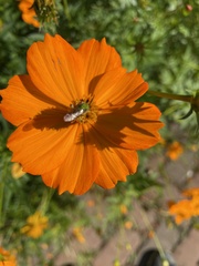 Agapostemon