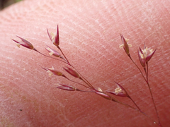 Agrostis scabra