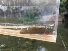 Rhinogobius candidianus