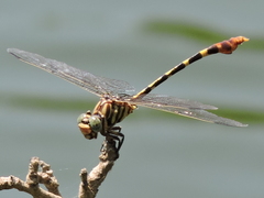 Phyllogomphoides stigmatus