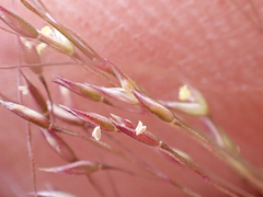 Agrostis scabra