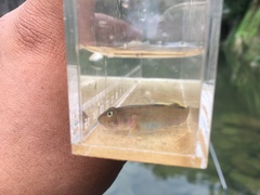 Rhinogobius candidianus