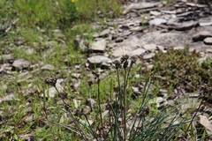 Allium schoenoprasum