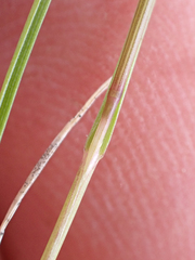 Agrostis scabra