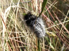 Podalia nigricostata