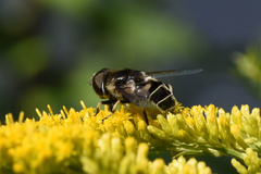 Eristalis dimidiata