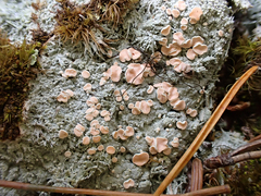 Icmadophila ericetorum