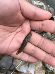 Rhinogobius candidianus