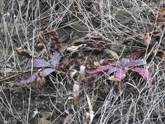 Rehmannia glutinosa