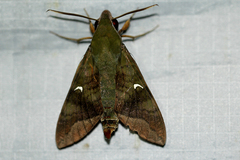 Nephele comma
