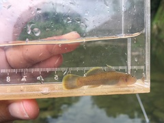 Rhinogobius candidianus