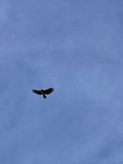 Spilornis holospilus