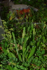 Plantago virginica