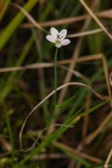 Stellaria longipes