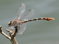 Phyllogomphoides stigmatus