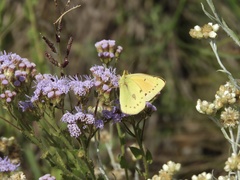 Colias lesbia