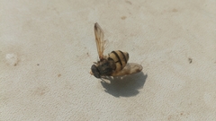 Volucella inanis