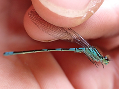 Coenagrion