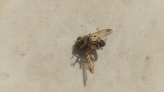 Volucella inanis
