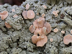 Icmadophila ericetorum