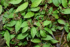 Pellionia radicans