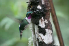 Chaetocercus mulsant