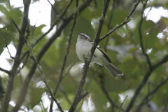 Mecocerculus stictopterus