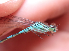 Coenagrion