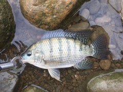Oreochromis