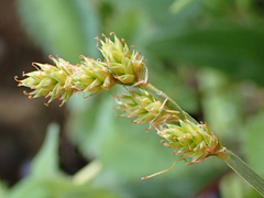 Carex brunnescens