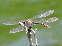 Phyllogomphoides stigmatus