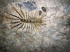 Thereuonema tuberculata