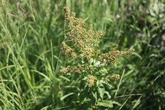 Spiraea alba