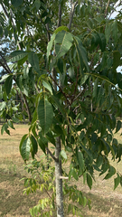 Carya illinoinensis