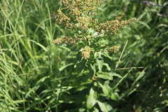 Spiraea alba