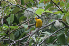 Myioborus melanocephalus