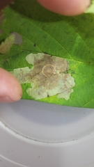 Cameraria corylisella