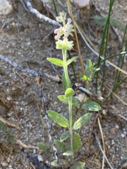Stachys albens