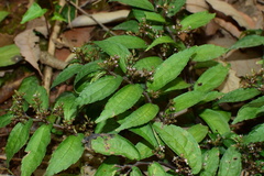 Pellionia radicans