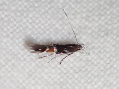 Cosmopterix pulchrimella
