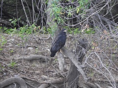 Buteogallus anthracinus