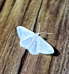 Idaea tacturata