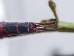 Tramea stenoloba