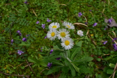 Erigeron philadelphicus