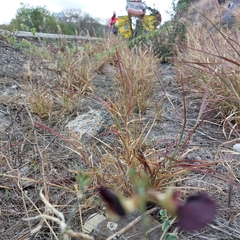 Macroptilium atropurpureum