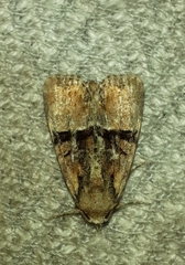 Mesoligia furuncula